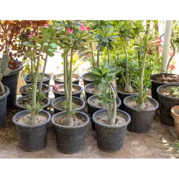 Adenium Plant adenium plant-4871477-11834.webp